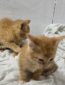Katzen - Georgenthal