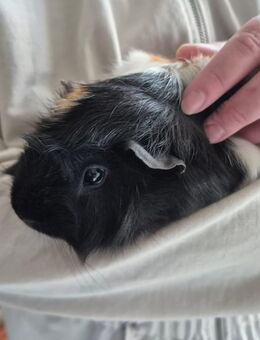 Meerschweinchen 1,5 jahre Jung Cookie - Altena