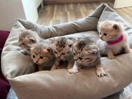 5 Liebe volle Kitten suchen neues Zuhause - Nidderau