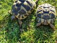 Verkaufe Landschildkröten in 54668