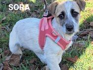 Sora sucht eine Familie - Linden (Hessen)