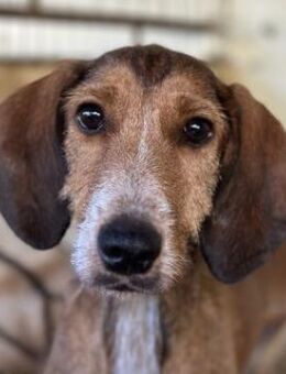 Muskatnuss, geb. ca. 01/2025, GR - Euskirchen