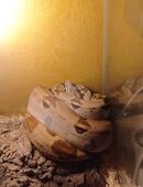Boa constrictor imperator in 27308