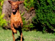 Deckhund Magyar Vizsla - Burgkirchen (Alz)