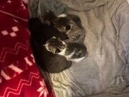 Kitten suchen zum 01.08. Neues Zuhause - Brilon