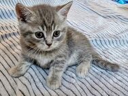Reinrassige Britisch Kurzhaar-Kitten zu verkaufen - Steinheim (Murr)