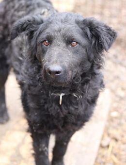 Missy 💗 lebhafte, so treue Mix-Dame! - Hamburg