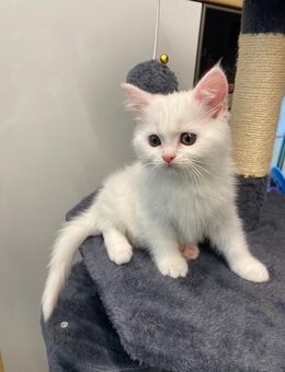 BKH-Perser Mix Kitten schneeweiss (m,w) - Greven (Nordrhein-Westfalen)