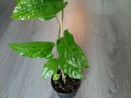 Maracuja Pflanze, Passiflora edulis Sims, mehr als 30 cm hoch - Blankenhain