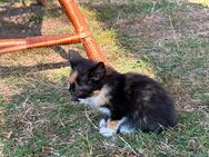 Kitten - 12 Wochen alt 💕 - Friedland Zentrum