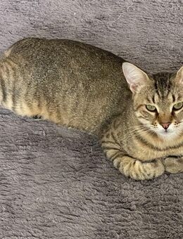 Kater Tigar - München