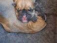 Bully presa canario welpen in 39435