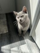 Reinrassige BKH Kitten in 47169