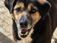ROMEO sucht erfahrene Hundemenschen - Neuberg