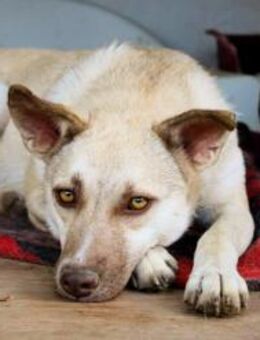 Ankita sucht eine Gastfamilie auf Zeit - Celle