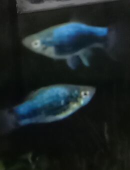 Platy Metallic blau - Hohenroth