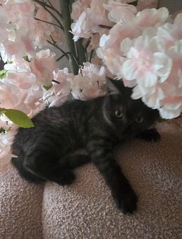 BKH-Mix-Kitten - Leiningen