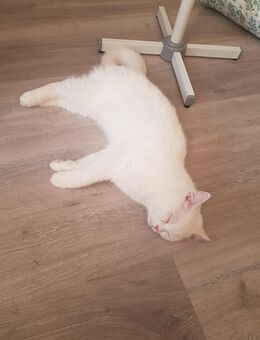 Türkischer Angora Kater sucht - Mönchengladbach