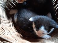 2 Katzenbabys abzugeben - Oberstreu