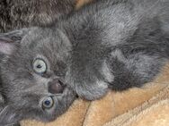 Mischlingskatze kitten - Winsen