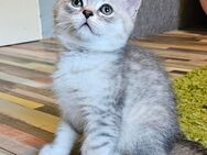 BKH Kitten ♡ - Dortmund