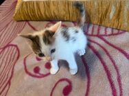 Hallo meine kitten suchen neues Liebe volles Zuhause - Wesseling Zentrum