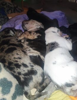 Louisiana Catahoula Leopard Dog Welpen - Grafschaft