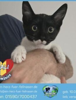 Dali wartet auf sein Für-Immer-Zuhause! - Waakirchen