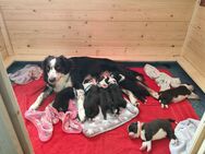 7 von 9 Australian Shepherd Welpen Red White Copper reinrassig mit Papieren m/w - Wechingen