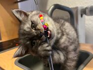 Babykatzen ! Süßen Britisch Langhaar Babys Suchen dringend ein neues Zuhause. - Köln