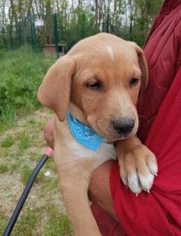 Loki der kleine Charmeur - Cuxhaven