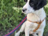 Neugierige Tessy sucht Euch - Seggebruch