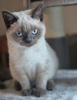 Bkh Blu Point kitten reinrassig - Rhede