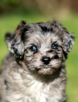 Cavapoo-Welpen Pudel x Cavalier Doodel mit Gesundheitszeugnis (Cockapoo, Cockerpoo, Maltipoo) - Weeze