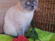 Reinrassiger Bkh Deckkater blue point - Calden