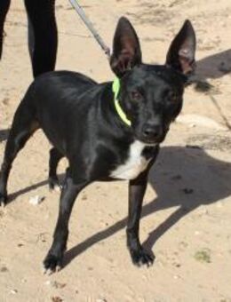 Gordo ein goldiger kleiner Weggefährte - Bedburg