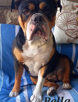 Old English Bulldog Welpen suchen liebevolles Zuhause ❤️ - Leuna
