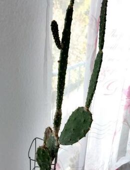 Feigenkaktus Opuntia Opuntie Kaktus Kakteen Mutterpflanze 1,35m Wohnungsauflösung - Weiterstadt