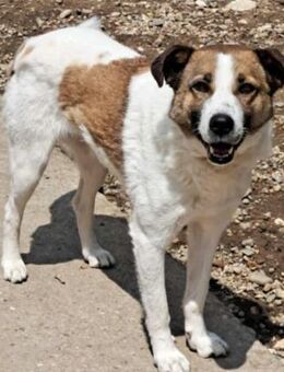 MALTE möchte endlich ankommen - Weiterstadt