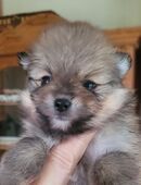 Zwergspitz Pomeranian Welpen- bunte Truppe- in 46286