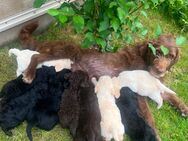 Labradoodle F1b - Heringen (Helme)