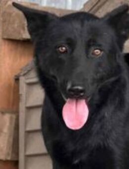 Walter, unser Sonnenschein 🐾 - Elsdorf (Nordrhein-Westfalen)