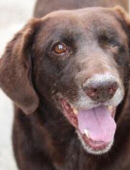 Alois ist sehr sensibel und anhänglich! - Karben