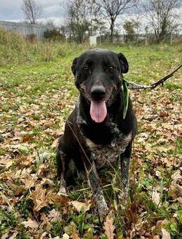 Sanftmütige Familienhündin sucht - Berlin