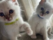 Zwei Heilige Birma Kitten suchen ein liebevolles Zuhause 🐾 - Neuenstein (Hessen)