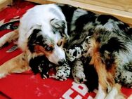 Australian Shepherd Goldenaussie Welpen - Allenbach