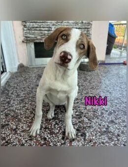 Nikki auf dem Weg zum Traumhund 3/25 ESP - Ruppertsecken