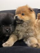 Liebevoll aufgezogene Zwergspitz (Pomeranian) Welpen abzugeben in 81369