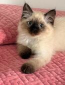 Ragdoll/ sibirische Waldkatze/ heilige Birma mix Kätzchen in 73207
