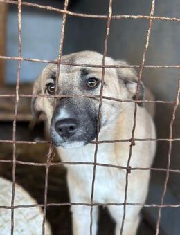 Billy braucht Unterstützung -PS gesucht - Köln
